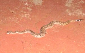 Baby Rattlesnake born in garage