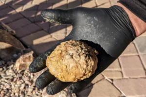photo of large bladder stone removed from iguana