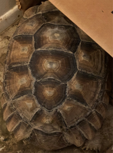 Cantata the Sulcata Tortoise  (Geochelone sulcata)