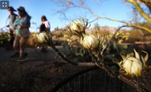 Photo of night-blooming cereus in Tucson AZ