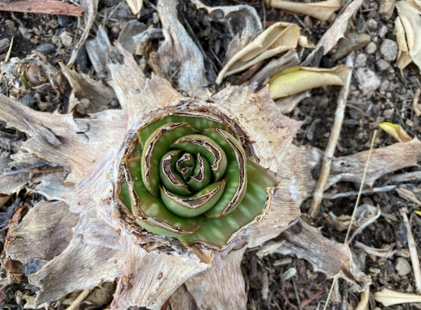 photo of a chewed down aloe vera plant