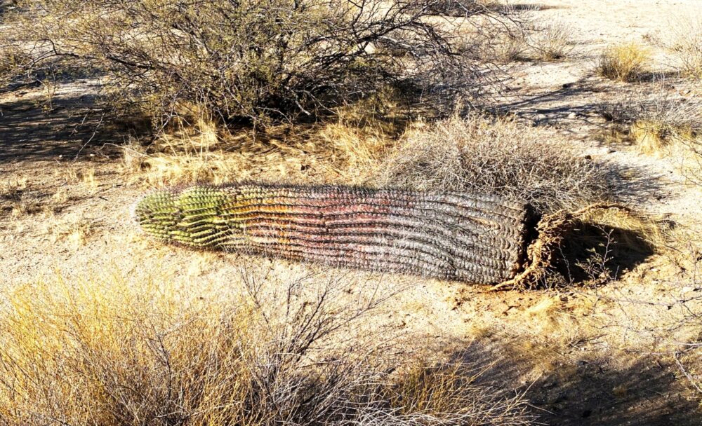 photo of dying saguaro plant
