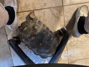 photo of Myrtle red foot tortoise pusing chair