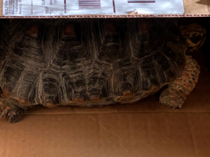 A redfoot tortoise in a box.