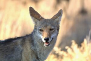 photo of coyote in deserrt