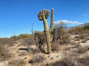 photo crested saguaro in Sonoran Desert