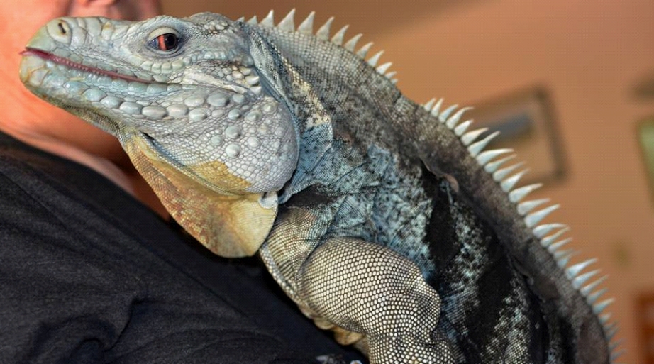 close up of large rock iguana hybrid on chest