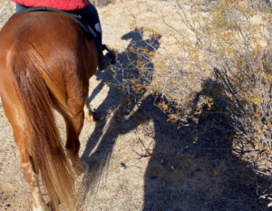 hindquarters of a horse