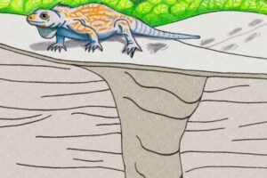 Illustration by Anthony Martin of prehistoric iguana burrow