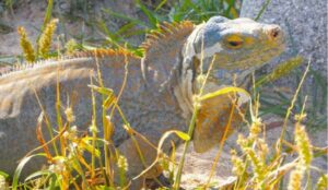 photo San Salvador rock iguanas are critically endangered. Credit Anthony Martin.