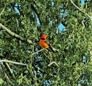 photo Vermillion Flycatcher