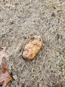 Photo of cooked potato on ground