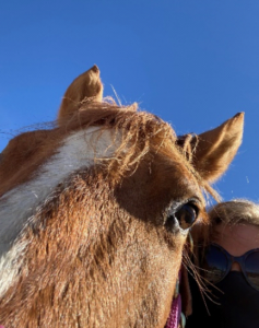 closeup photo of three year old quarter horse face