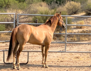 photo of a quarter horse named Exuma