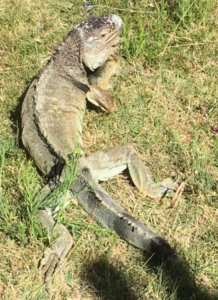 an older green iguana on grass