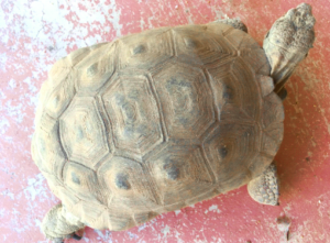 Photo Sonoran Desert Tortoise