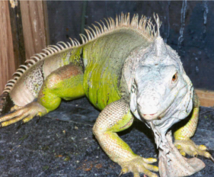 photo of green iguana named Algae