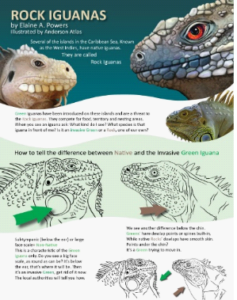 photo of iguana conservation brochure