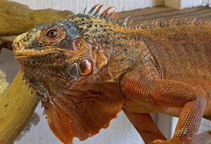 a red. hybrid green iguana