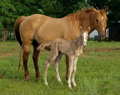 photo of young gelding with mother
