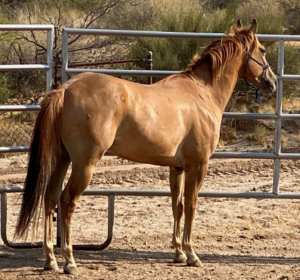 photo of quarter horse gleding age 4