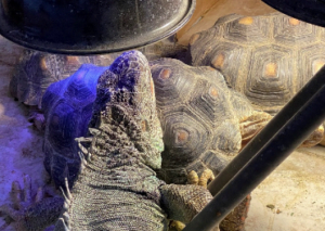 photo of large green iguana on top of tortoise