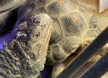 photo of large green iguana head resting on tortoise shell