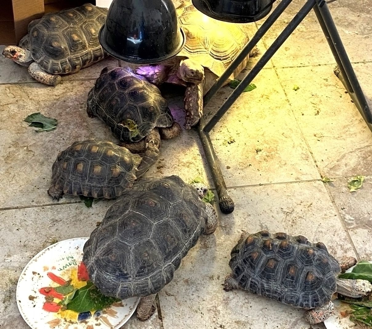 6 tortoises of three species gathered around a heat lamp