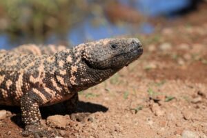 photo of gila monster