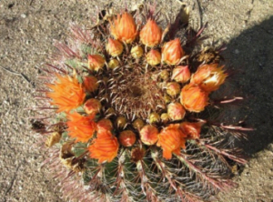 photo of barrel cactus