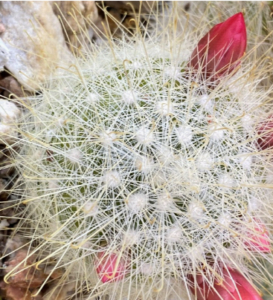 photo of cactus Mammilaria senilis.