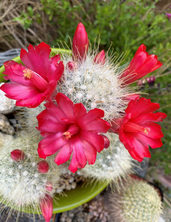 Little Cactus, Big Flowers