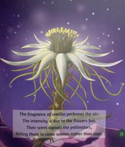 illustration page from Night-Blooming Cereus