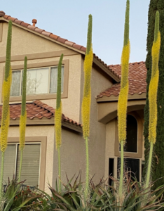 photo of Octopus Agave Agave vilmoriniana in front of a home