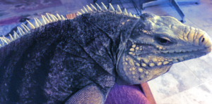 photo of blue iguana hybrid