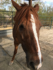 close up of horse head