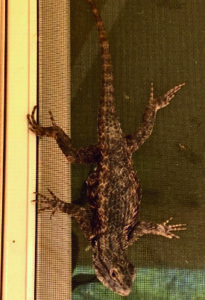 photo 3 of spiny tail lizard