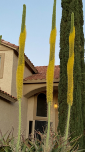 photo of octopus agave