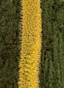 photo of flowers of octopus agave plant