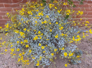 photo of brittlebush plant