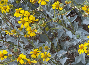 photo of brittlebush plant
