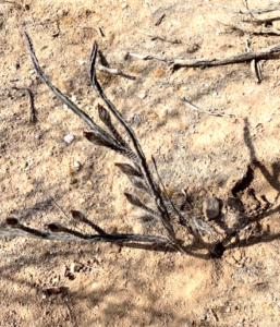 photo of plant in desert