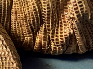 photo of shedding skin ridges red tegu