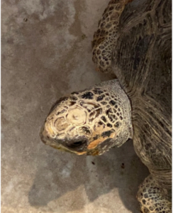 photo of plain head of red-footed tortoise