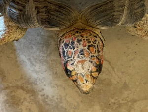 photo of cherry head of red-footed tortoise