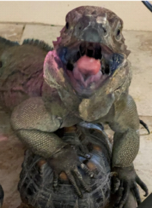 photo of rhino iguana with mouth open, ready to bite