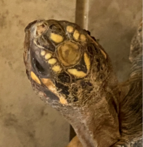photo of head of red-footed tortoise, Rose
