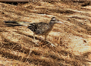 photo of greater roadrunner in AZ desert