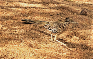 photo of roadrunner bird