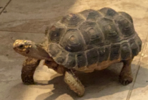 photo of red-footed tortoise